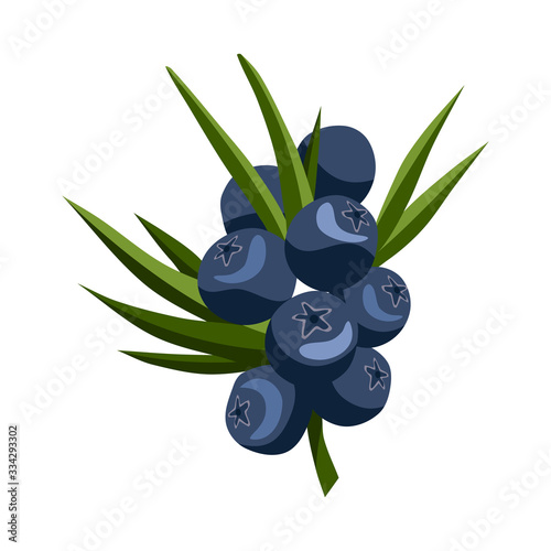 Hand drawn branch blueberry berries with leaves. Fresh summer berries. Fruit botany cartoon vector illustration. Fresh organic food