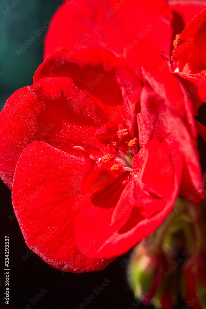 Close up of red Pelargonium. Red geranium flowers in summer garden.  Home red geranium, macro