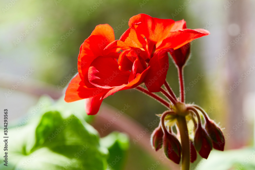 Close up of red Pelargonium. Red geranium flowers in summer garden. Home red geranium, macro Close up of red Pelargonium. Red geranium flowers in summer garden. Home red geranium, macro