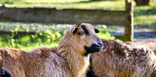 Portrait of a Cameroon sheep. Breed Ovis Aries.