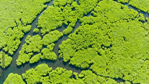 Aerial view of Mangrove forest and river.