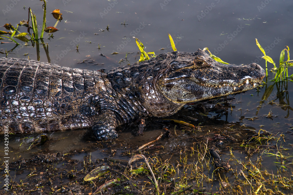 Yacare Caiman photographed in Corumba, Mato Grosso do Sul. Pantanal Biome. Picture made in 2017.