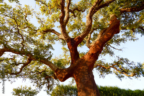 Harvested trunk of an old cork oak tree (Quercus suber) in evening sun, Alentejo Portugal Europe