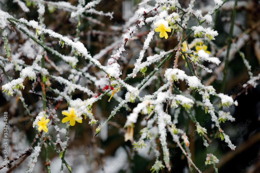 Pflanze Winterjasmin, Jasminum nudiflorum, mit gelben Blüten und Schnee im Winter