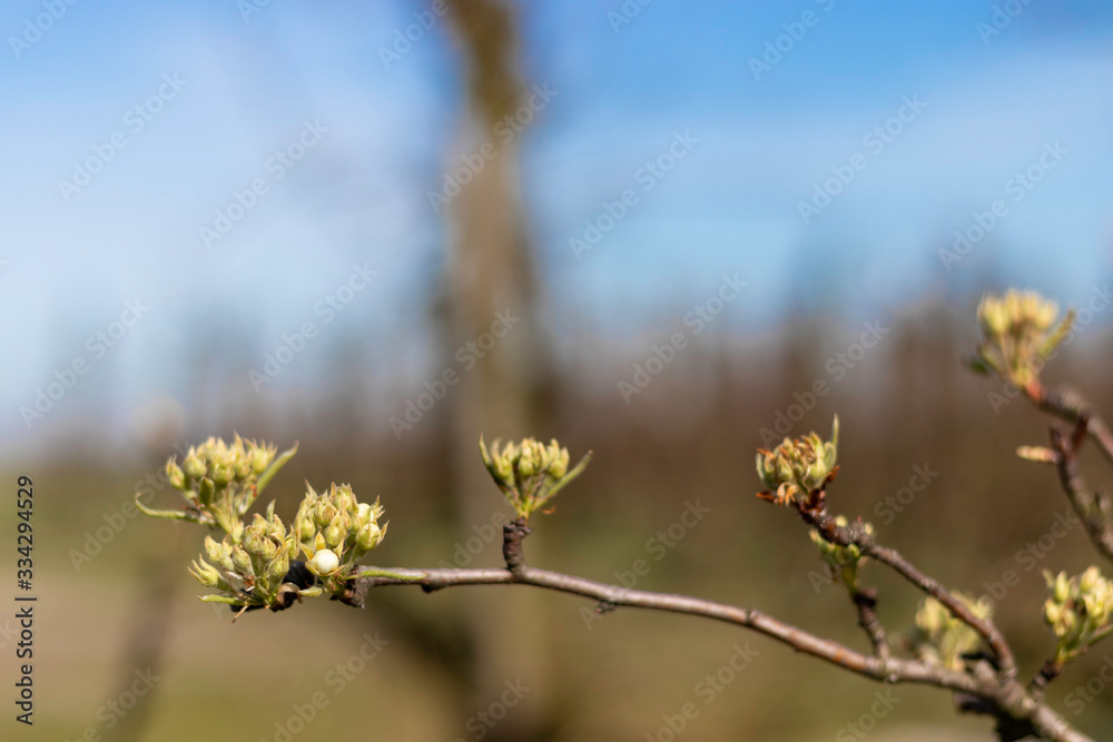 Bourgeons et fleurs de poirier Bourgeons et fleurs de poirier