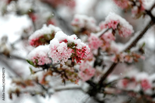 Rosa Blüten der Pflanze Winterschneeball mit Schnee