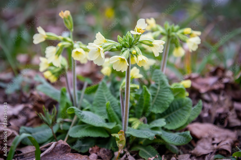 First spring flower, Primula veris First spring flower, Primula veris