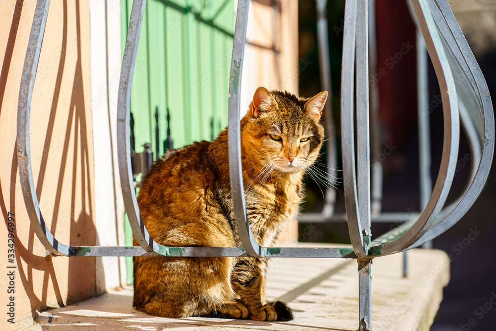 Chat roux tigré; assis sur le balcon sous le soleil.