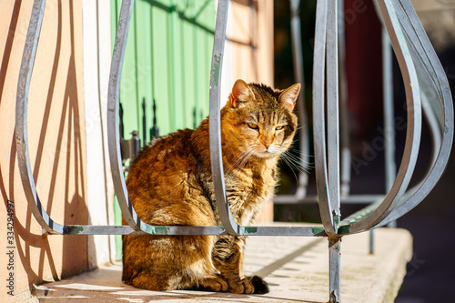 Obraz na płótnie Chat roux tigré; assis sur le balcon sous le soleil. w salonie