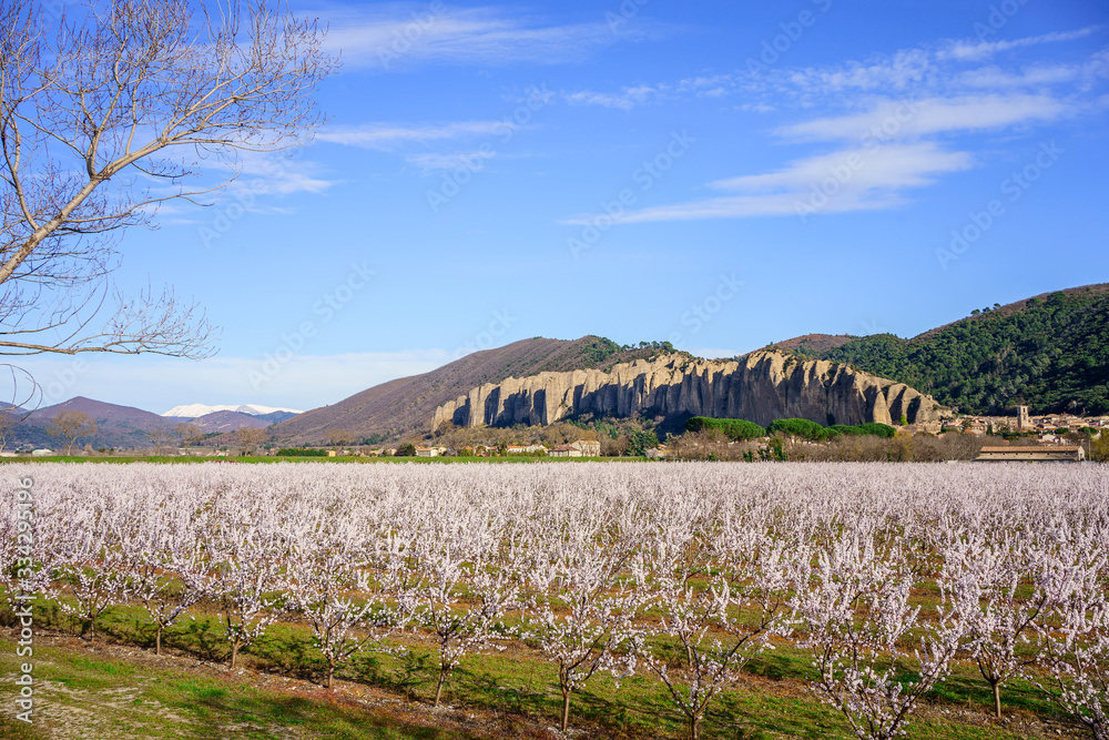 Vue sur les rocher des Mées. Les arbres de prunes en fleurs au premier plan.