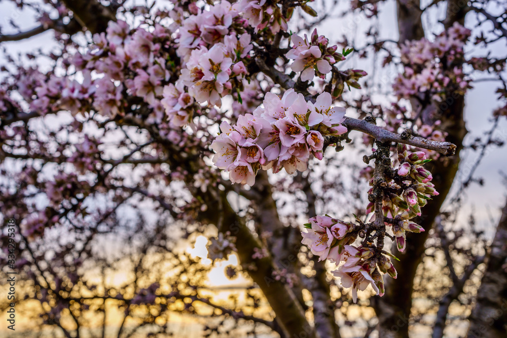 Amandiers en fleurs, coucher de soleil. Provence, France.