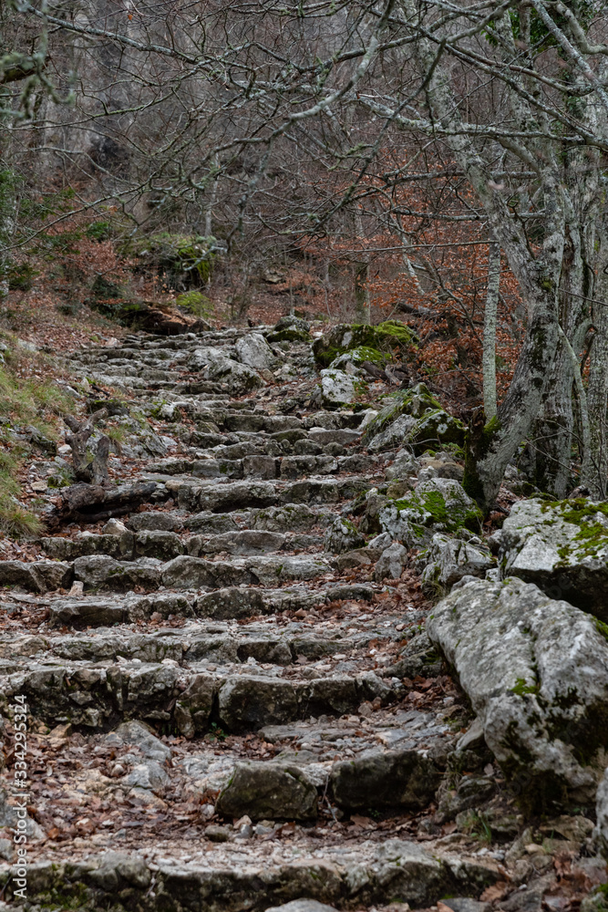 Fototapeta premium Nature landscape of autumn, Footpath in dark forest, road to grotto Maria Magdalena, The earth is covered with yellow leaves, Pathway with journey concept, Road trip through rows of tree trunks