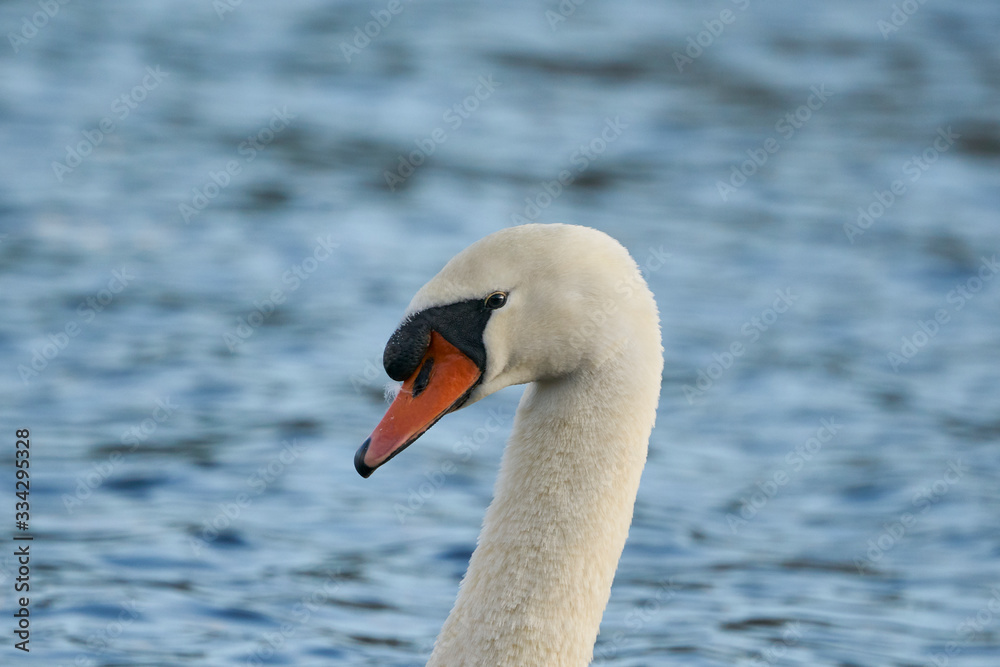 Mute Swan Mute Swan