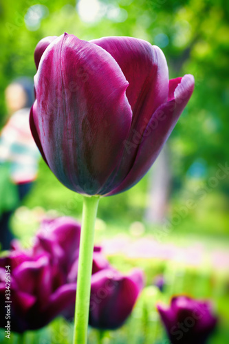 Purple tulip, close up picture