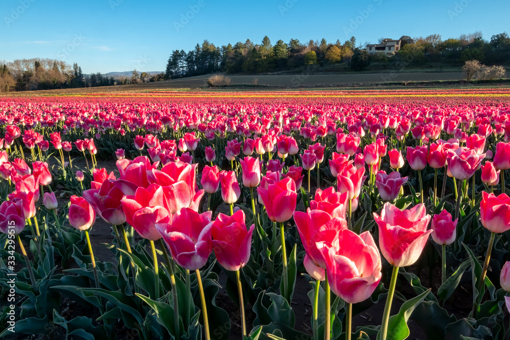 Champ de tulipes en Provence, France. Tulipes roses au premier plan.