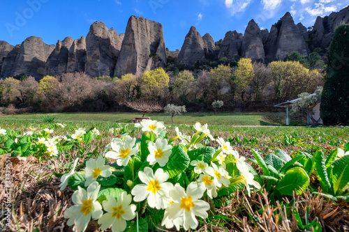 Obraz na płótnie Vue sur les rochers des Mées, Provence, France au printemps. Fleurs blanches au premier plan. w salonie