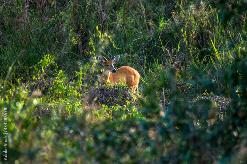 Marsh deer photographed in Corumba  Mato Grosso do Sul. Pantanal Biome. Picture made in 2017.