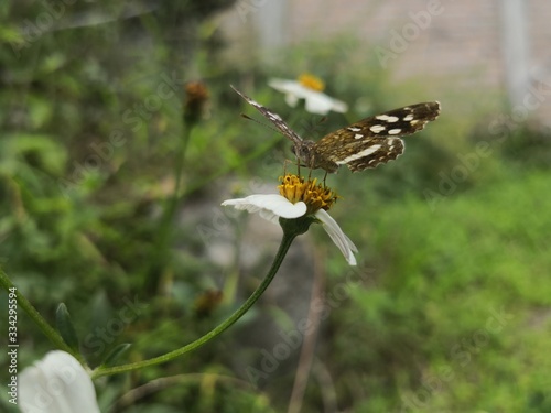 butterfly on flower