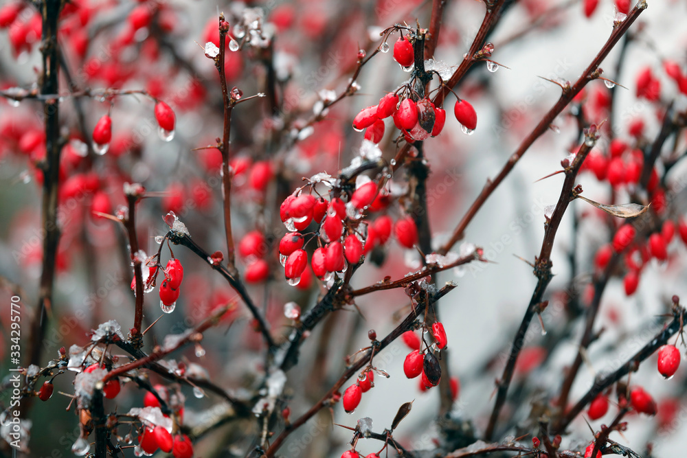 Pflanze Berberitze Berberis vulgaris mit roten Früchten, Beeren, Schnee Pflanze Berberitze Berberis vulgaris mit roten Früchten, Beeren, Schnee