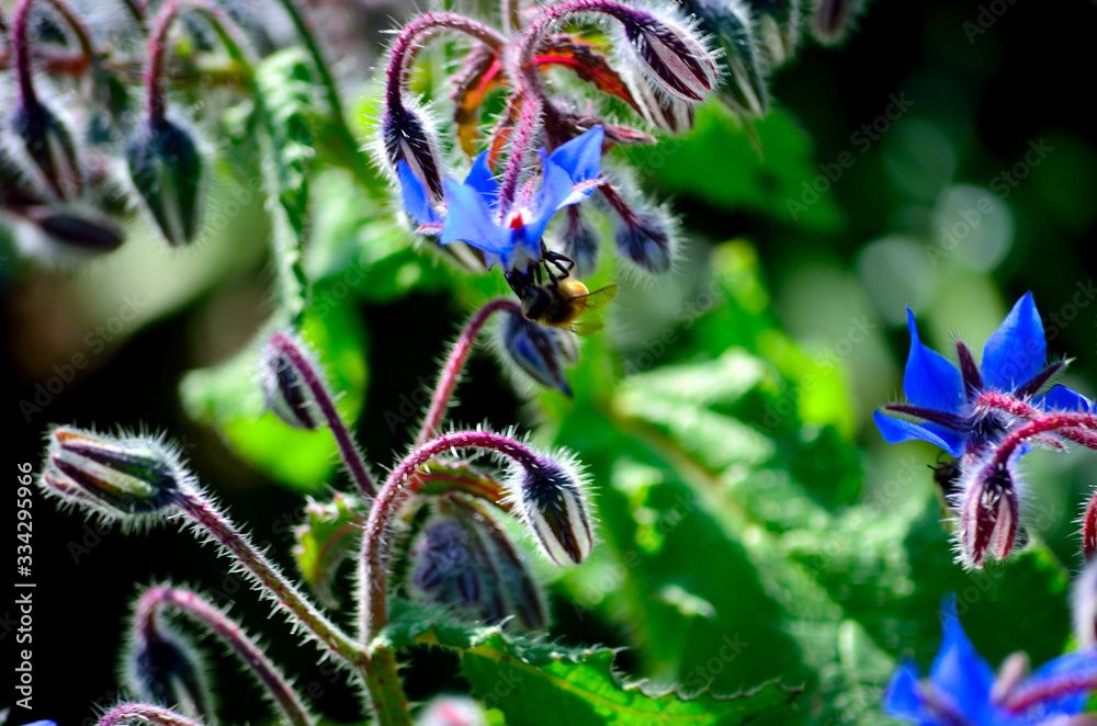 Obraz premium Honeybees on borage flowers.