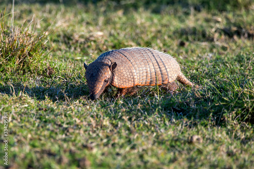 Six banded armadillo photographed in Corumba, Mato Grosso do Sul. Pantanal Biome. Picture made in 2017. photo