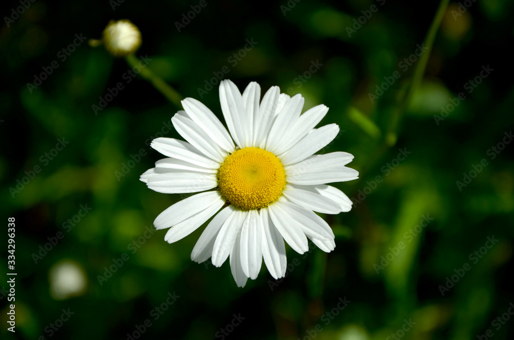 Fototapeta premium chamomile closeup beautiful flower on a green background 