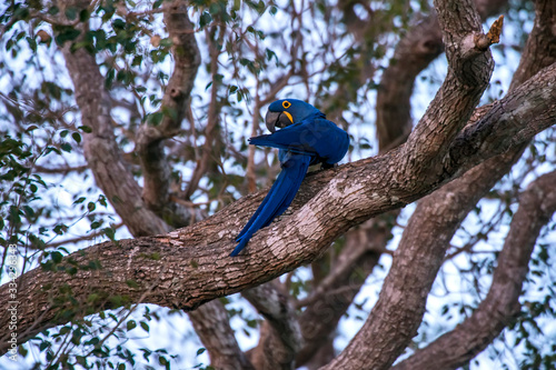Hyacinth Macaw photographed in Corumba, Mato Grosso do Sul. Pantanal Biome. Picture made in 2017.