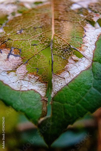 Принти на полотні A macro of a deteriorating leaf