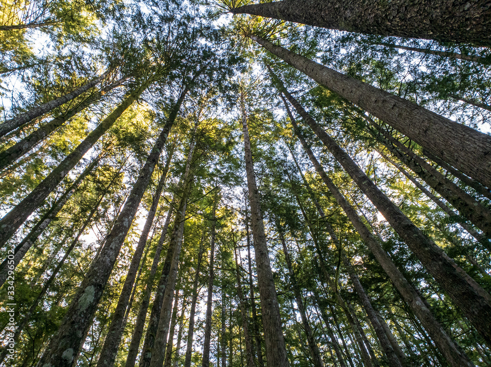 Fototapeta premium A forest full of trees on a hike