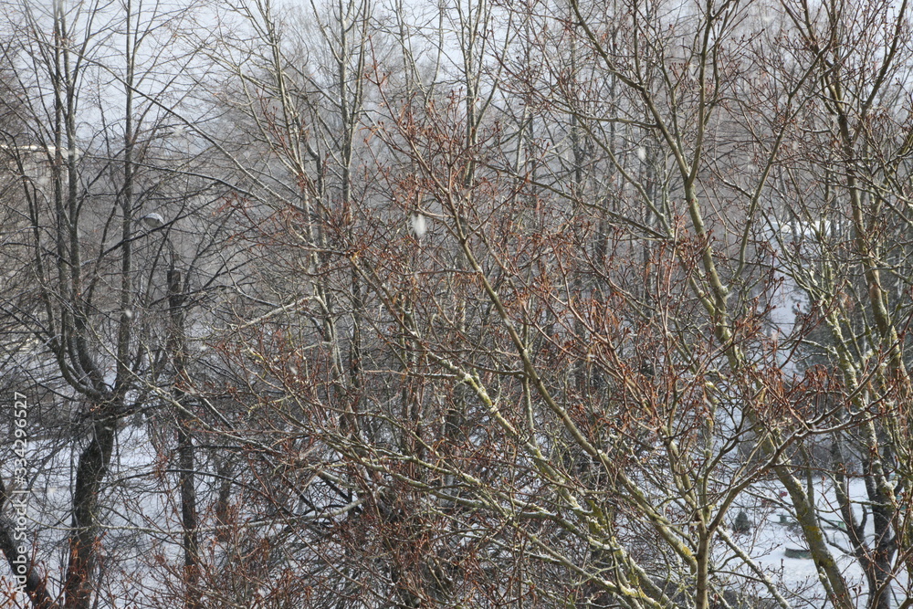 Snowfall in city, early morning, view from window. Snowdrifts. Snowy trees,cars, janitor in courtyard. Snowfall in city, early morning, view from window. Snowdrifts. Snowy trees,cars, janitor in courtyard.
