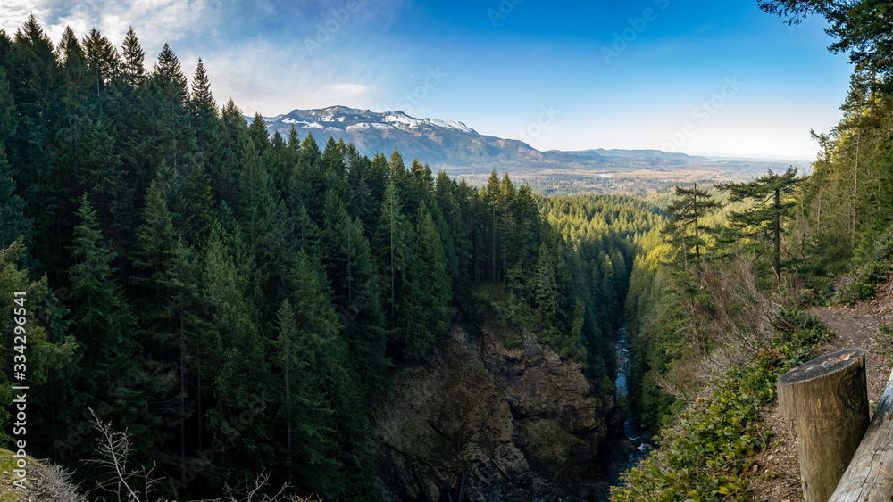 Fototapeta premium A forest full of trees on a hike