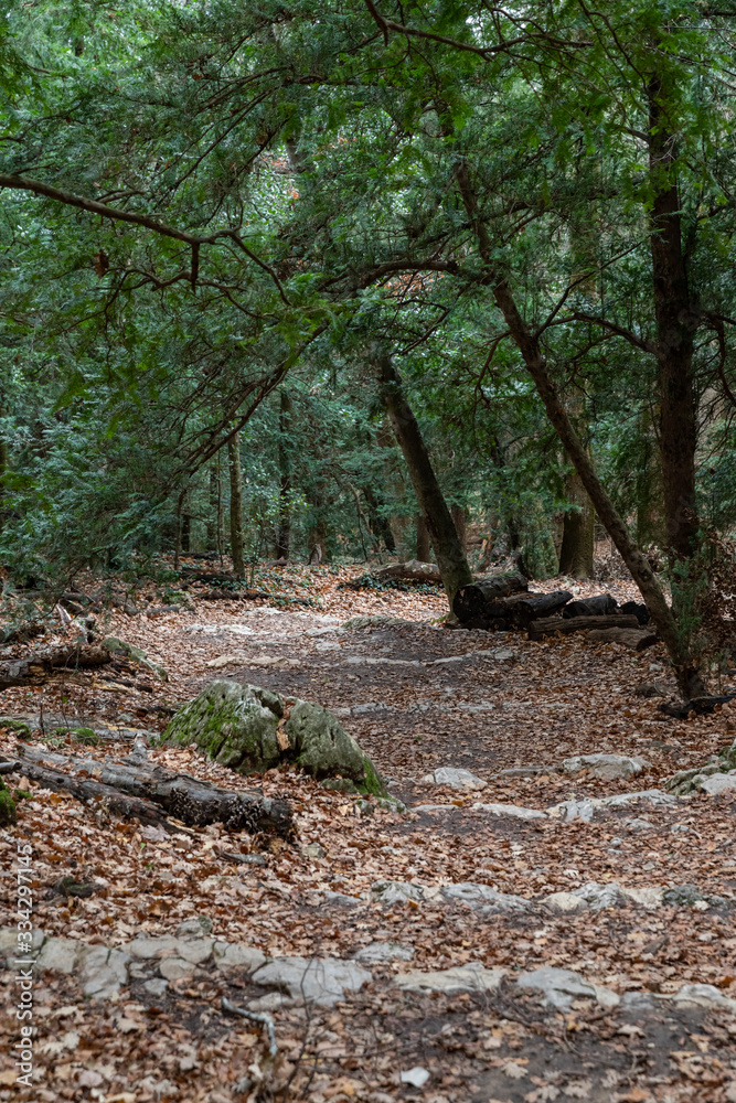 Nature landscape of autumn, Footpath in dark forest, road to grotto Maria Magdalena, The earth is covered with yellow leaves, Pathway with journey concept, Road trip through rows of tree trunks