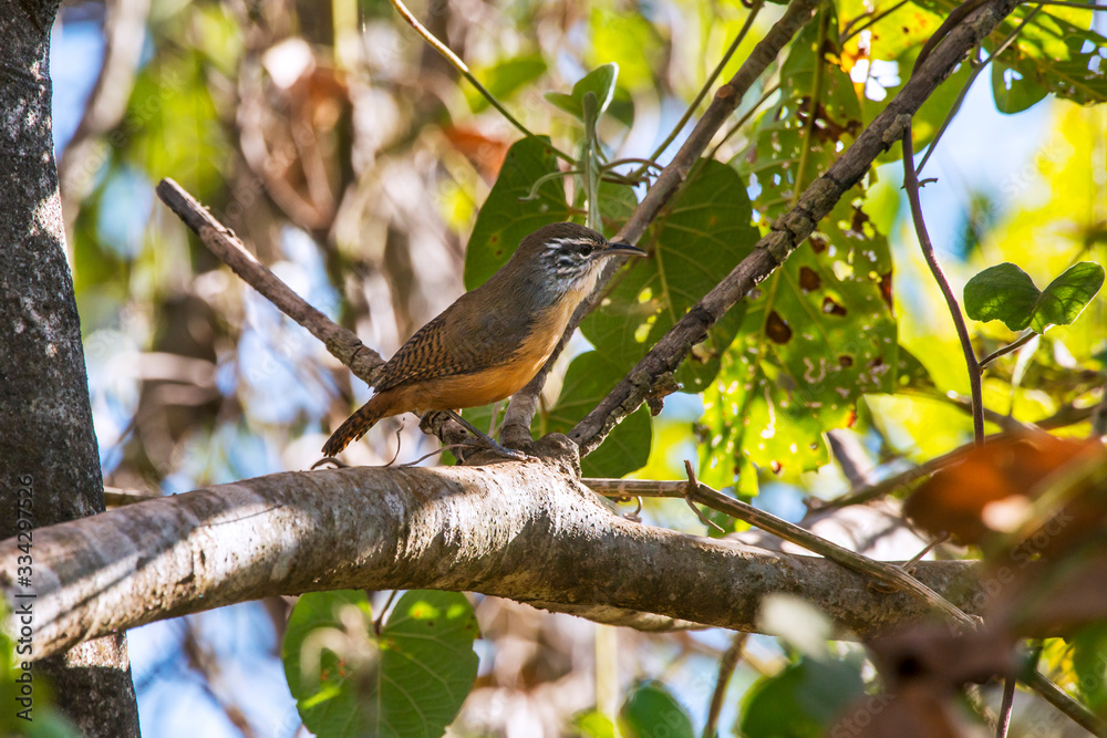 Fawn breasted Wren photographed in Corumba, Mato Grosso do Sul. Pantanal Biome. Picture made in 2017. Fawn breasted Wren photographed in Corumba, Mato Grosso do Sul. Pantanal Biome. Picture made in 2017.