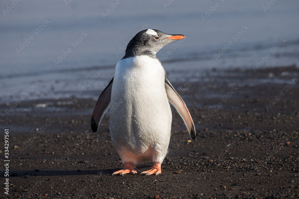 Naklejka premium Gentoo Penguin standing on rocky seashore