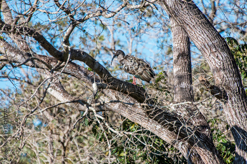 Eurasian Curlew photographed in Corumba, Mato Grosso do Sul. Pantanal Biome. Picture made in 2017.