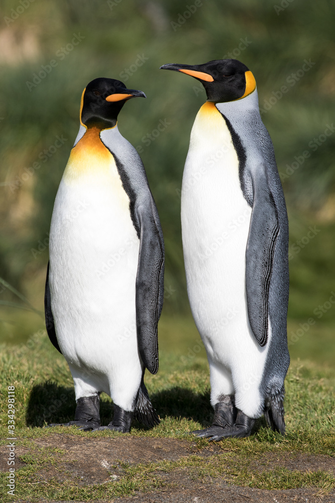 Fototapeta premium King Penguin at Fortunia Bay South Georgia