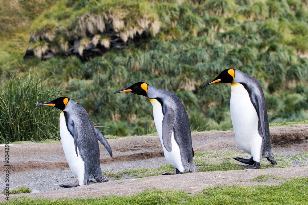 Obraz premium King Penguins at Fortunia Bay South Georgia