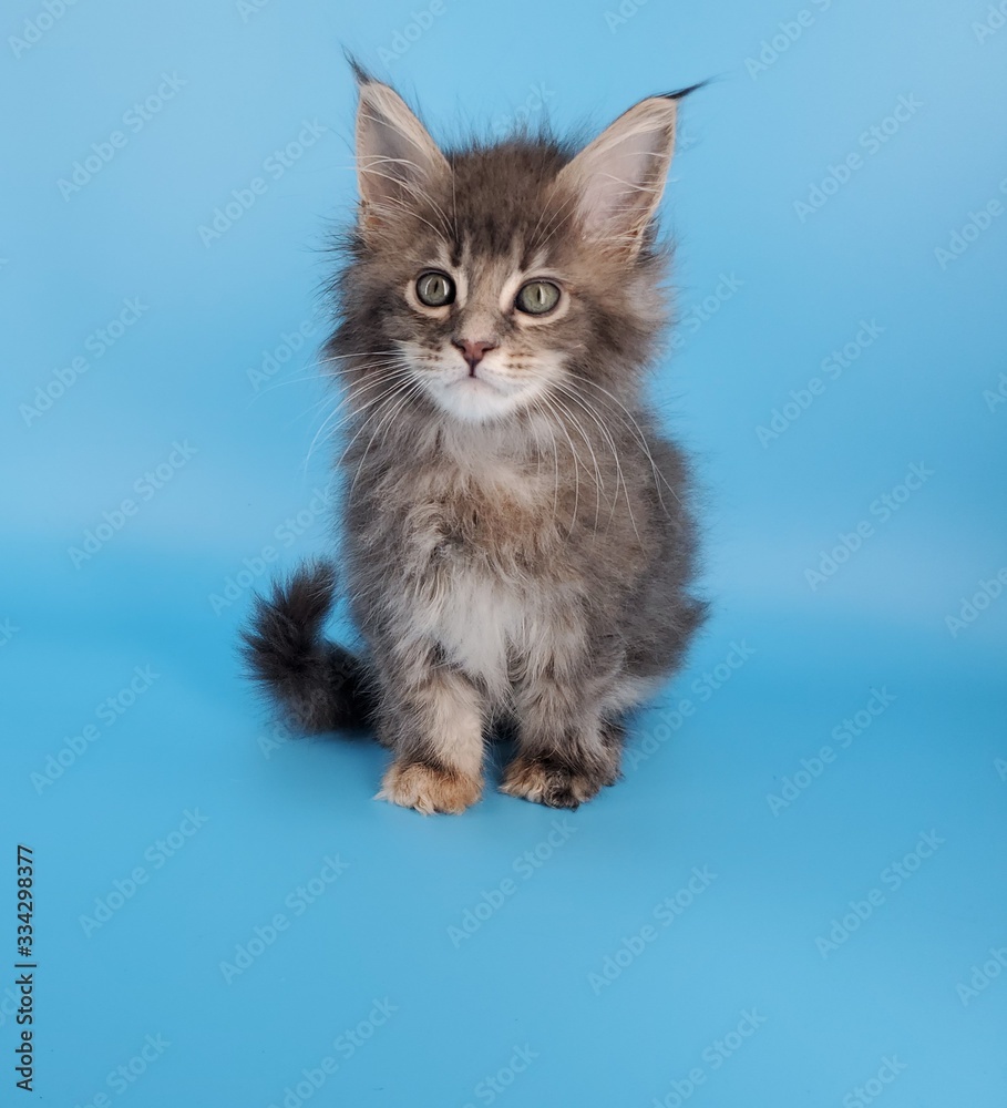 Fototapeta premium Maine coon kitten on blue background