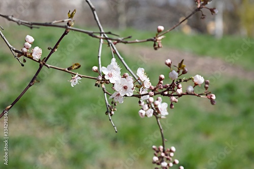 Blooming cherry tree branch