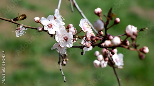 Pink flowers of cherry