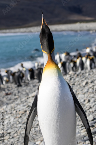 King Penguin calling at  Fortunia Bay South Georgia