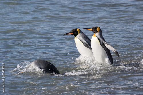 King Penguins diving into water at  Fortunia Bay South Georgia
