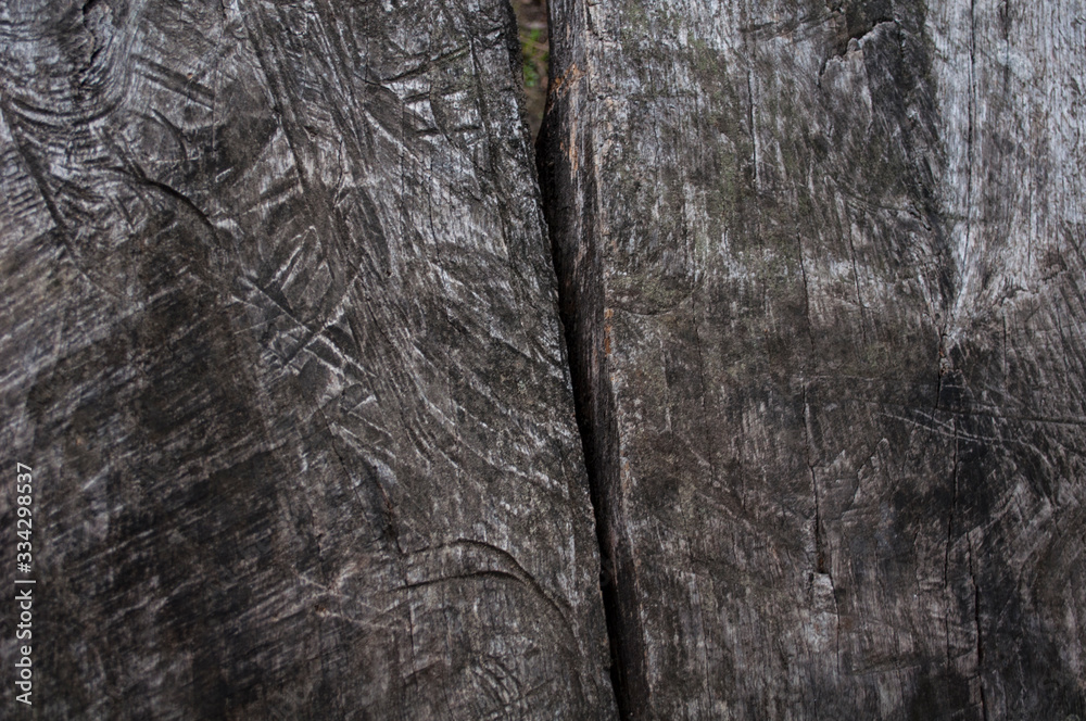 dirty tree with traces of saw, cut dirty tree with traces of saw, cut