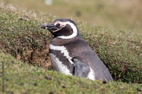 Magellanic Penguin