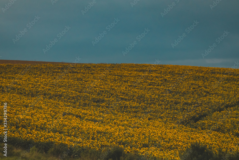 A large field of sunflower in Ukraine seen from far away. A whole hill full of sunflower