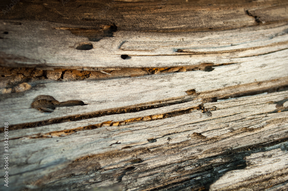 bright wood texture with cracks and holes from beetles bright wood texture with cracks and holes from beetles