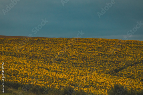 A large field of sunflower in Ukraine seen from far away. A whole hill full of sunflower