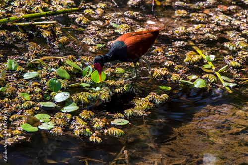 Wattled Jacana photographed in Corumba, Mato Grosso do Sul. Pantanal Biome. Picture made in 2017. photo