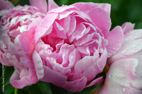  beautiful pink flowers in the garden peonies with dew drops close-up