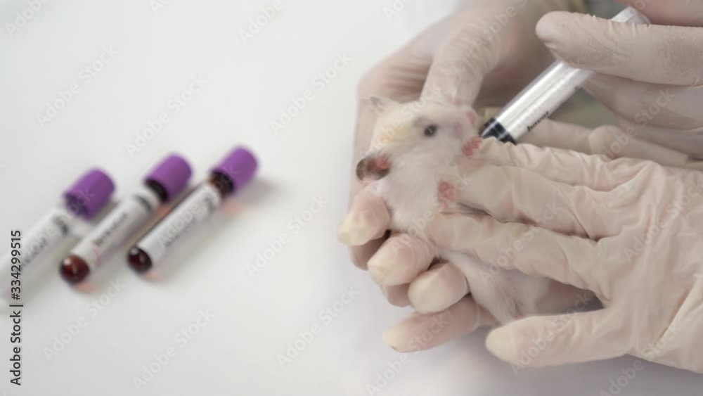 Scientists test lab rat, mouse with syringe. Scientist and lab rat Back ground. Coronavrius test tubes. Coronavirus vaccine. Scientists test lab rat, mouse with syringe. Scientist and lab rat Back ground. Coronavrius test tubes. Coronavirus vaccine.